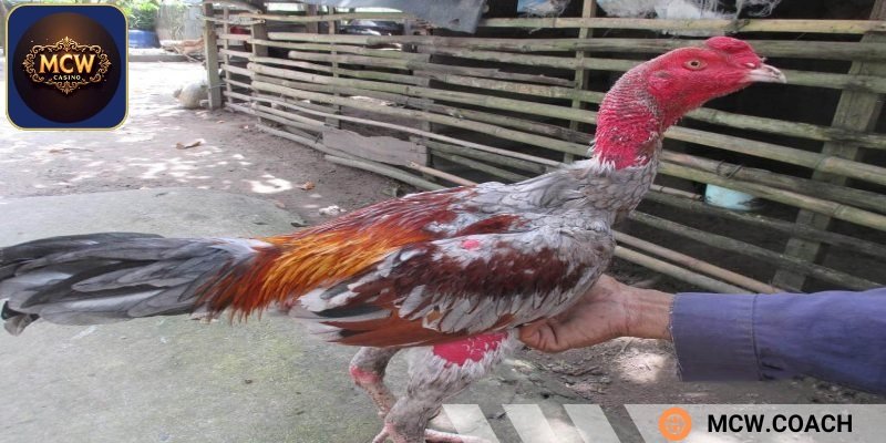 Bet thủ hãy chăm sóc sức khỏe của các chiến kê