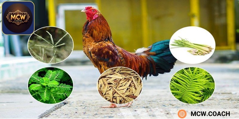 Cách nuôi gà chọi khi thiết lập chế độ dinh dưỡng