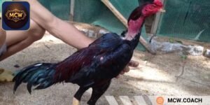 Gà chọi là giống chiến kê gì? 