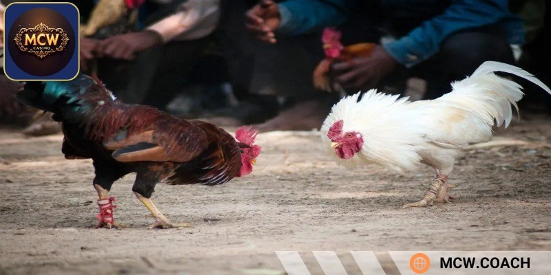 Anh em nên luyện tập cho gà chọi