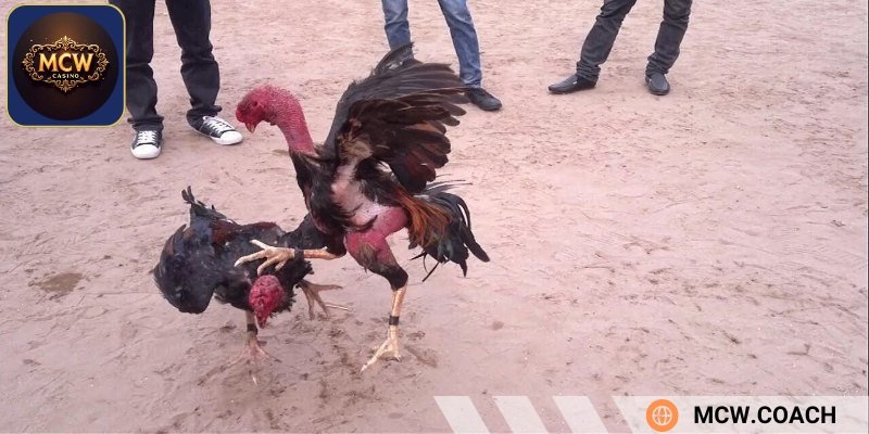 Cách tập luyện cho gà đá cơ bản