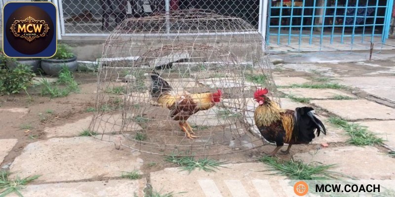 Cách tập luyện cho gà đá nâng cao