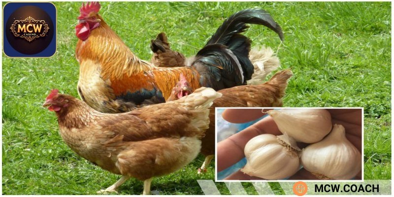 Cho gà ăn tỏi được hiểu như thế nào?