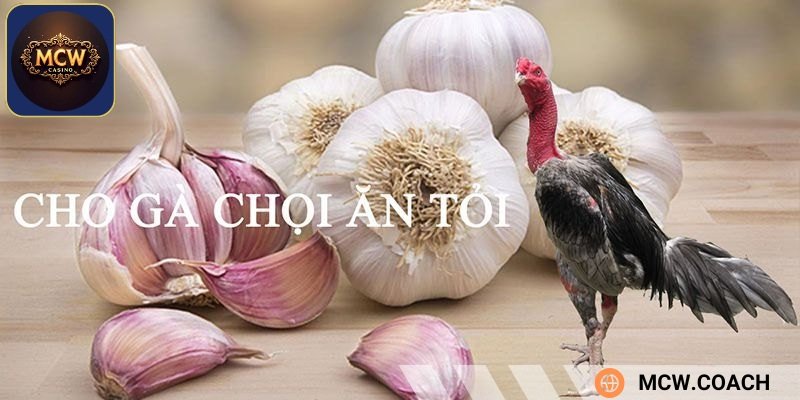 Giúp gà tiêu hóa tốt hơn