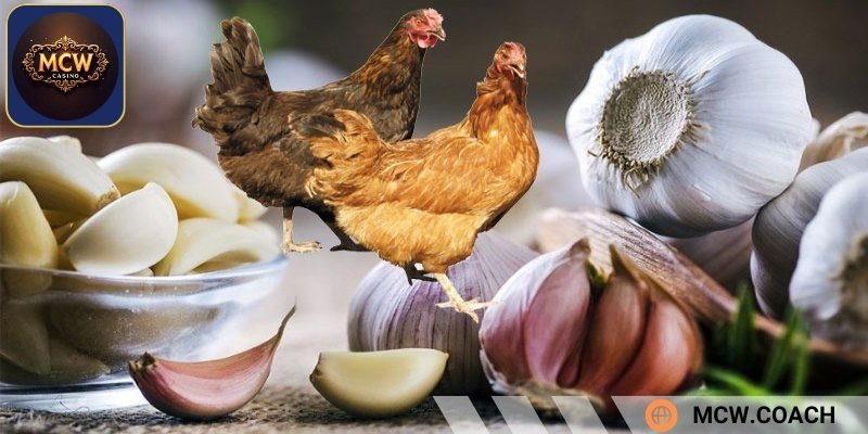 Giúp tăng sức đề kháng cho chiến kê