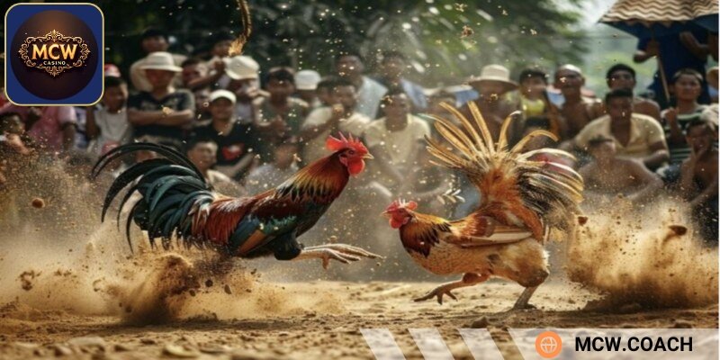 Livestream đa góc quay với chất lượng HD