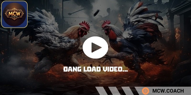 Đá gà online Thomo sở hữu hình ảnh sắc nét