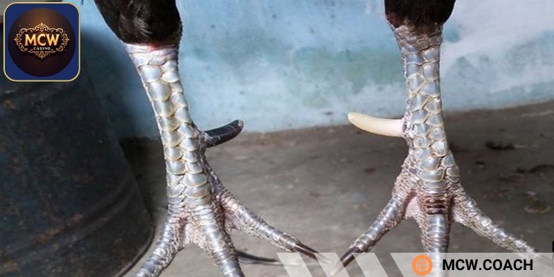 Gà nhật nguyệt có thực sự hiếm không?