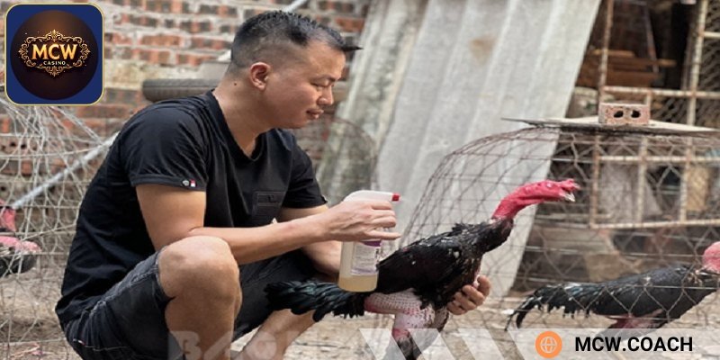 Hướng dẫn chăm sóc gà nhật nguyệt hiệu quả