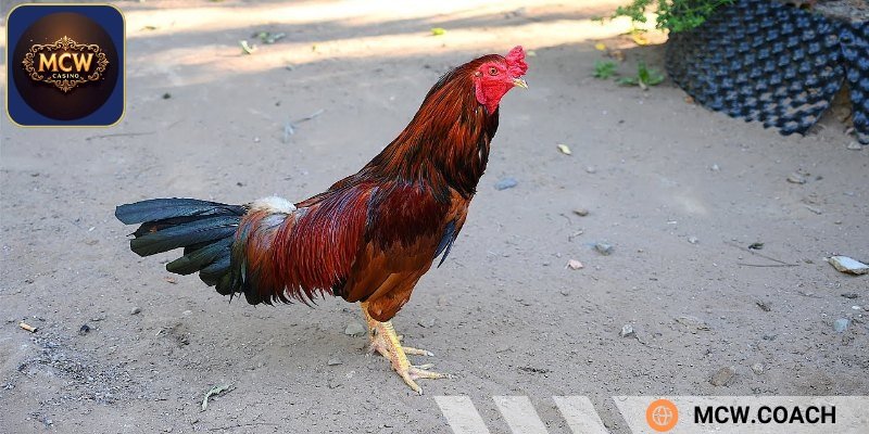 Gà cựa nhật nguyệt là giống gì?