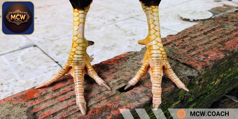 Gà cựa nhật nguyệt tốt không?