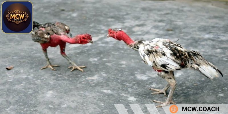 Những loại gà đòn Việt Nam nổi tiếng nhất