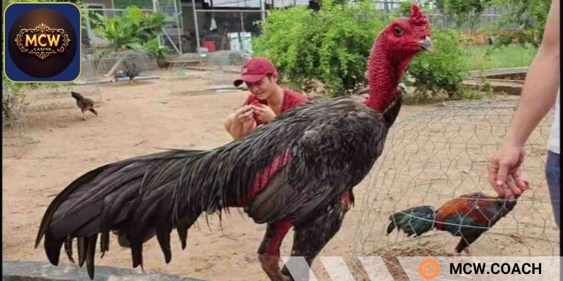 Gà đòn tại các tỉnh thành nổi tiếng