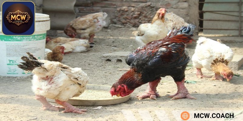 Bí quyết nuôi gà hồ Đông Tảo phát triển tốt nhất