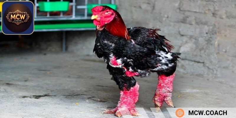 Đặc điểm về lông gà hồ Đông tảo