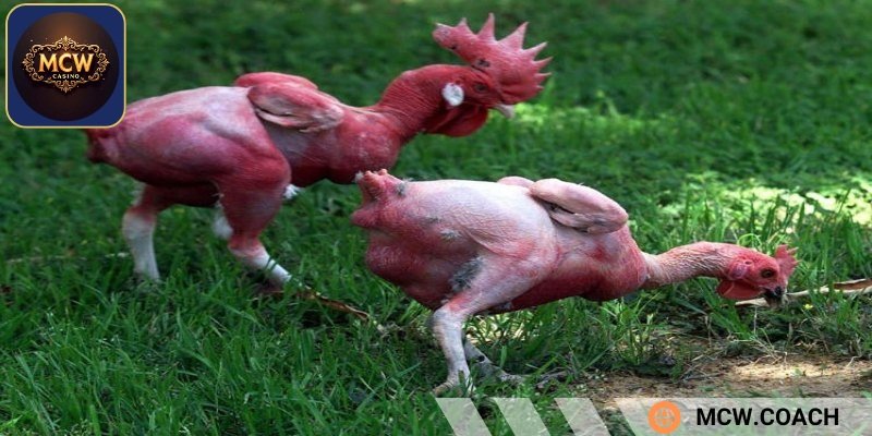 Đặc điểm của gà không lông