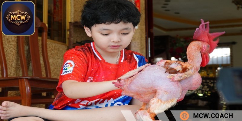 Ưu điểm của giống gà không có lông