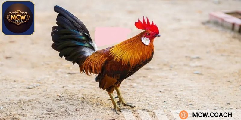 Gà tre được hiểu như thế nào?