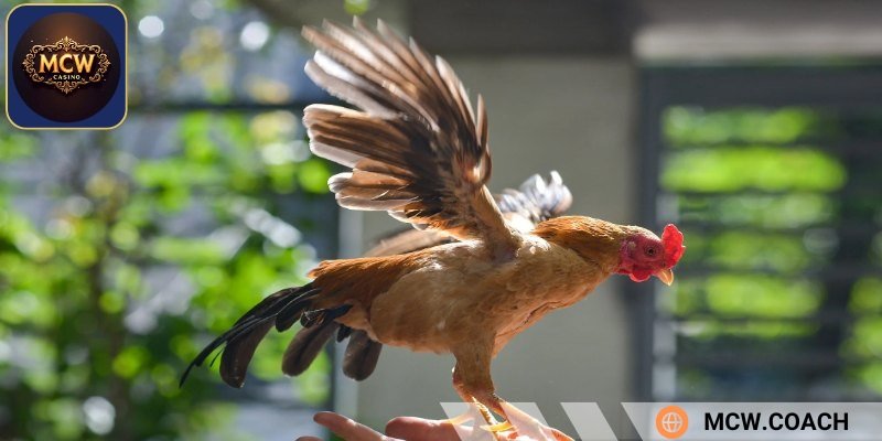Giống gà này rất dễ nuôi