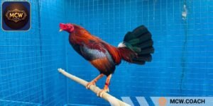 Gà với thân hình nhỏ và tốc độ di chuyển cực cao 