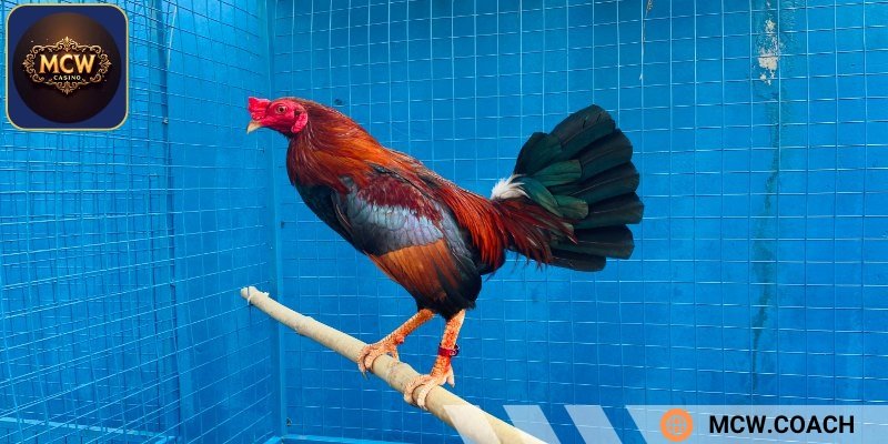 Gà với thân hình nhỏ và tốc độ di chuyển cực cao