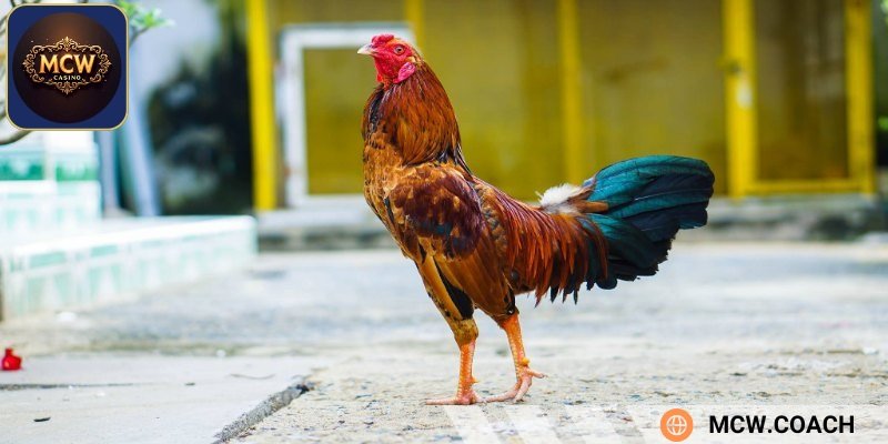 Những lưu ý khi nuôi gà tre