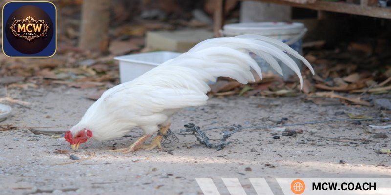 Gà đá màu trắng