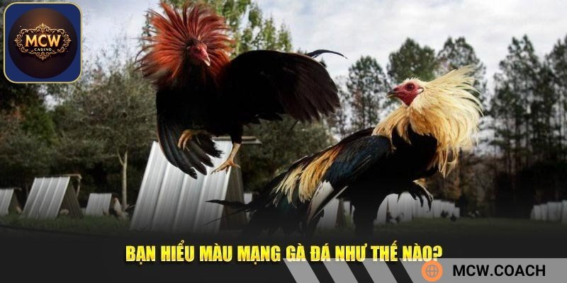 Màu mạng gà đá nghĩa là gì?