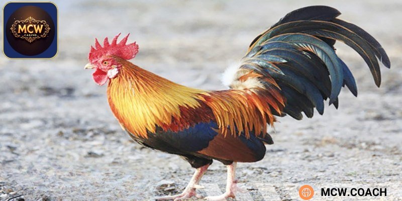 Những chiến kê có lông vàng